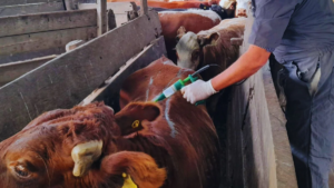 Bovino Criollo, entre las razas con resistencia natural a la garrapata